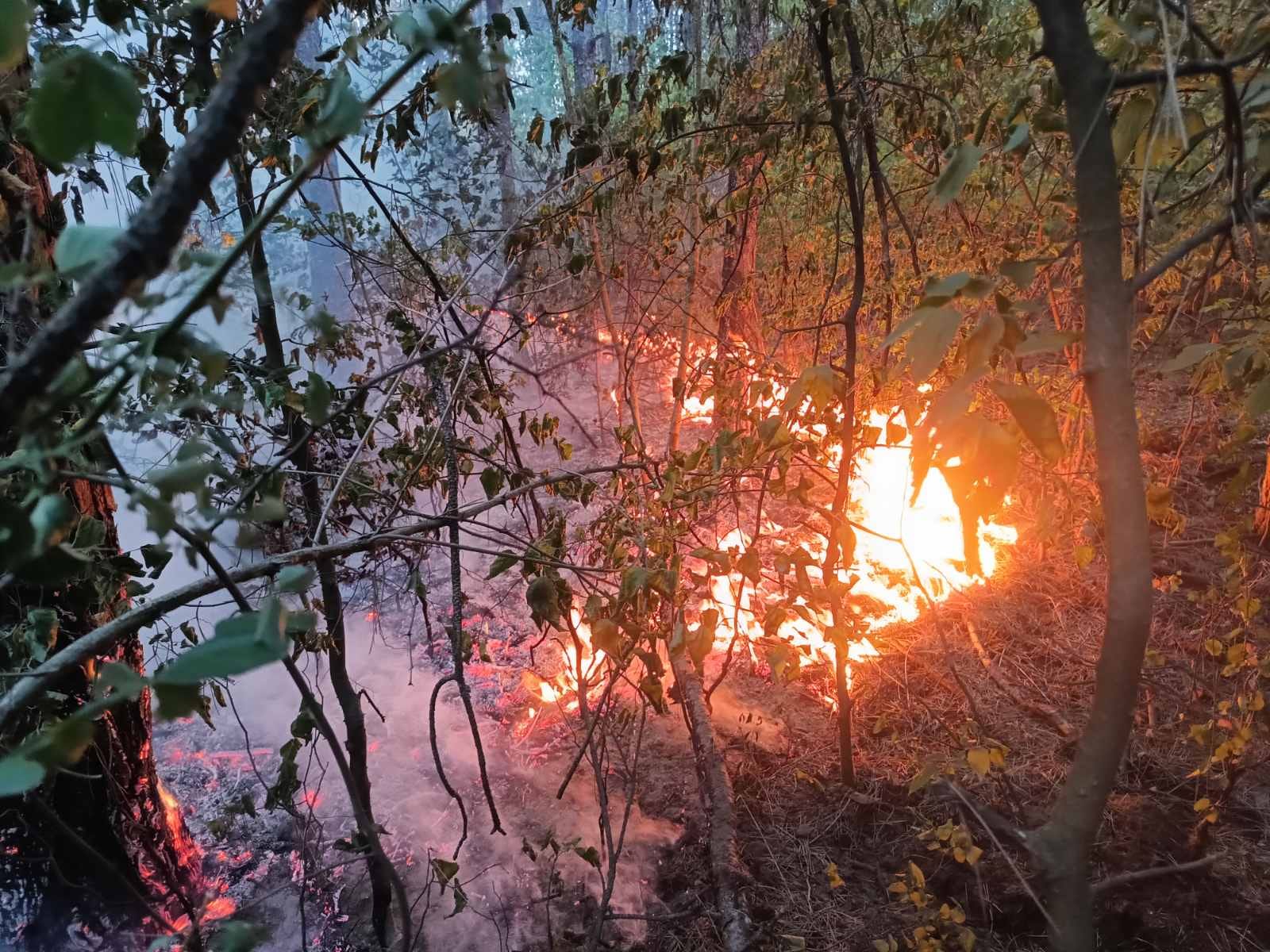 Migrációs eredetű tűz